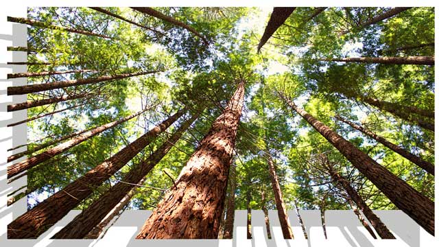 Bosque de las Sequoias